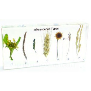 Inflorescence Types